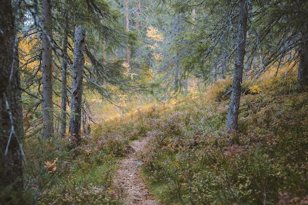 Belle vue sur les collines couvertes d'herbe et les arbres dans une forêt