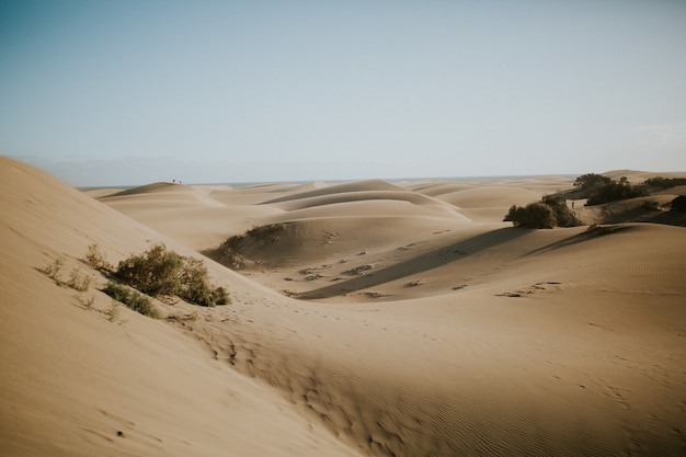 Belle vue sur les dunes du désert avec des buissons verts - parfait pour le papier peint