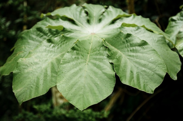 Belle vue de face de plantes exotiques