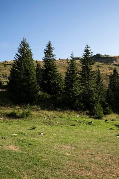 Belle vue sur la nature à la lumière du jour