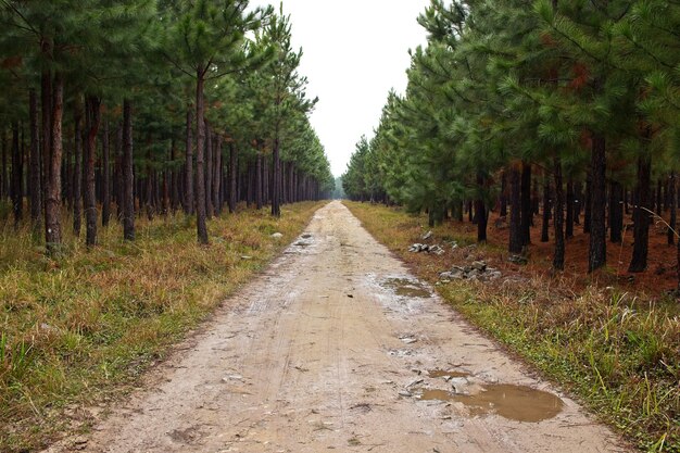 Belle vue sur une route boueuse traversant les incroyables grands arbres