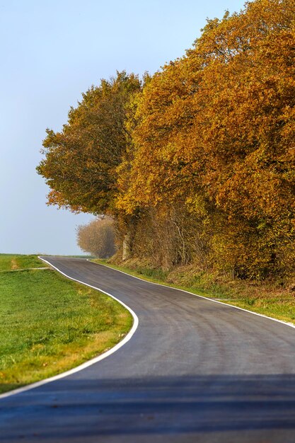 Belle vue sur une route entourée d'arbres