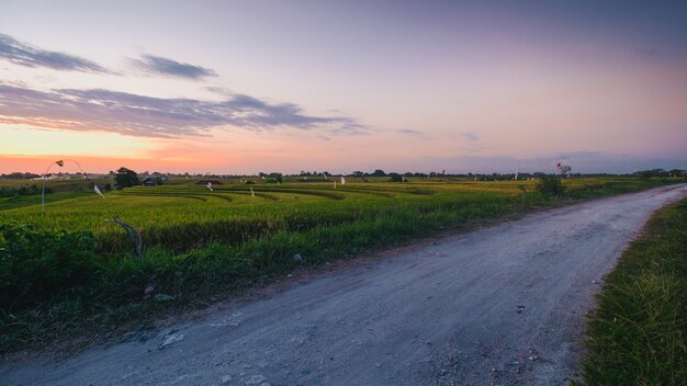 Belle vue sur une route entourée de champs couverts d'herbe capturés à Canggu, Bali