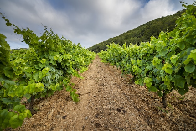 Belle vue sur un vignoble par temps nuageux