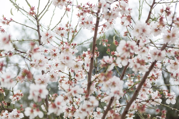 De belles branches avec des fleurs d&#39;amande