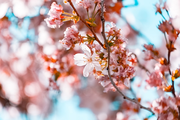 Photo gratuit belles branches avec des fleurs de cerisier en fleurs