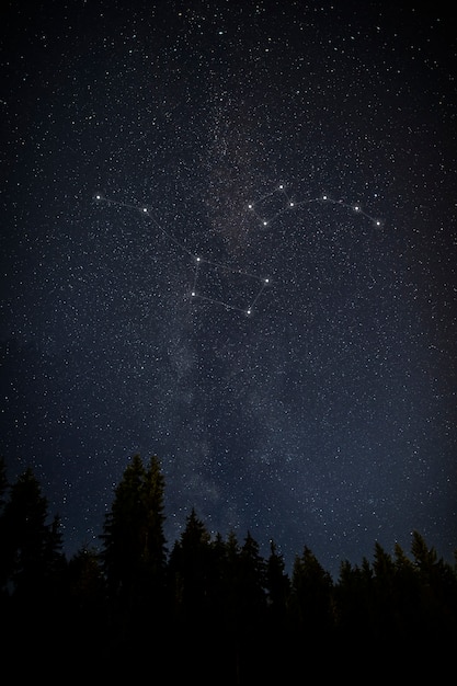 Belles constellations avec de grands arbres