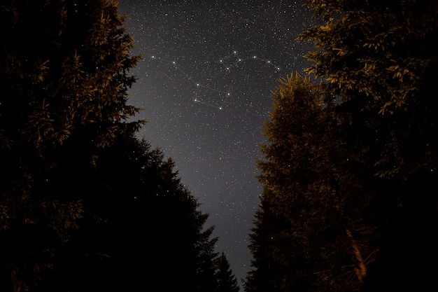 Belles constellations et grands arbres