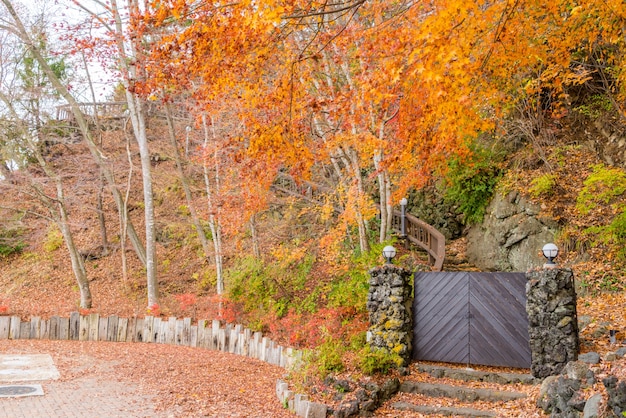 Photo gratuite belles feuilles d'automne colorés