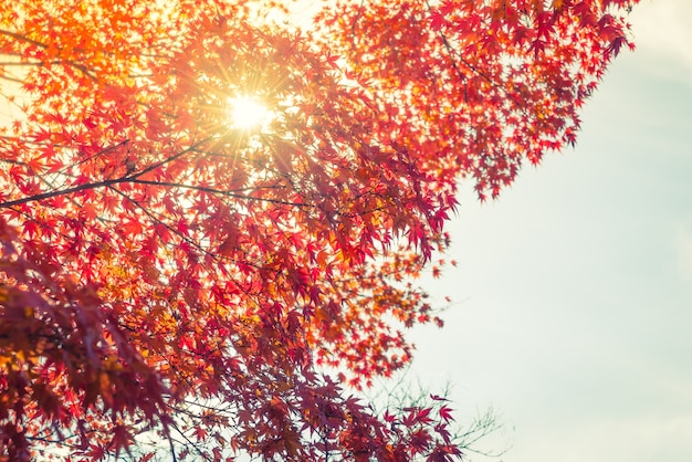 Photo gratuite belles feuilles d'automne colorés