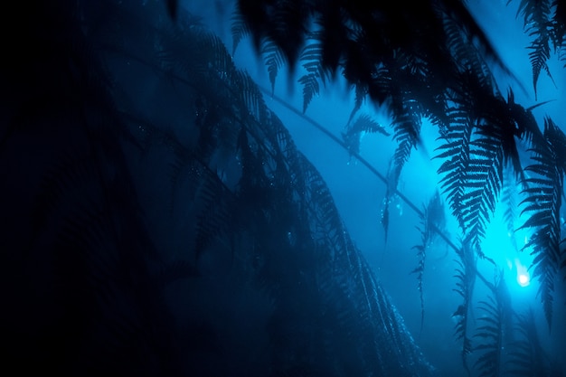 Belles feuilles exotiques dans une forêt tropicale avec une lumière bleue qui brille près