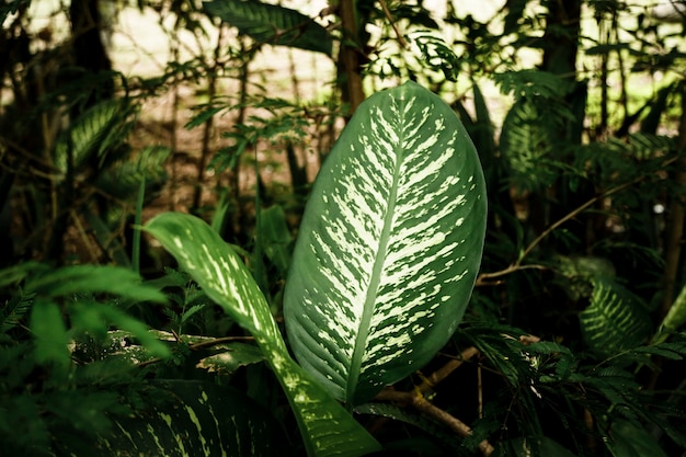 Photo gratuite belles feuilles tropicales avec un arrière-plan flou