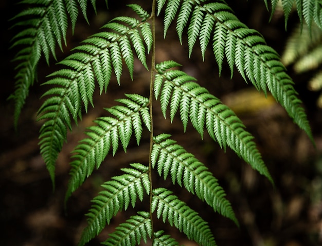 Photo gratuite belles feuilles tropicales avec un arrière-plan flou