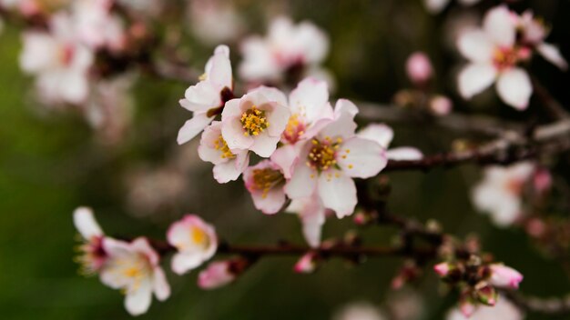 Belles fleurs blanches à l'extérieur