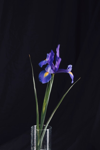 Photo gratuite belles fleurs bleues fraîches dans un vase