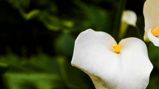 Belles fleurs de calla blanches