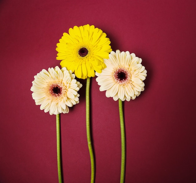 Belles fleurs colorées de gerbera