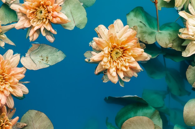 Belles fleurs dans l'eau