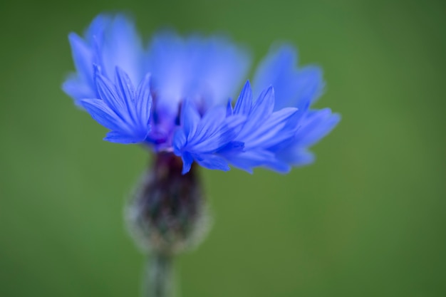 Belles fleurs floues dans la nature