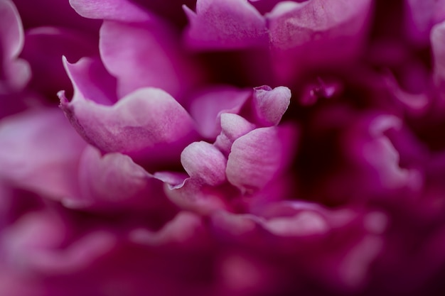 Belles fleurs floues dans la nature