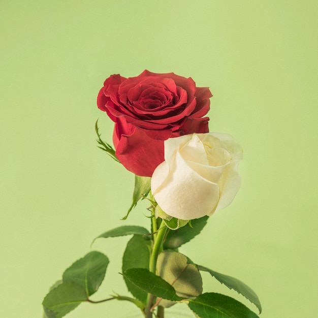 Photo gratuite belles fleurs fraîches de lumière et rouge