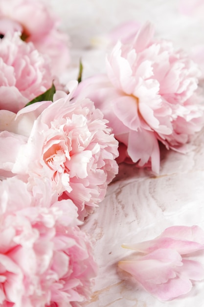 De belles fleurs de pivoine fraîches