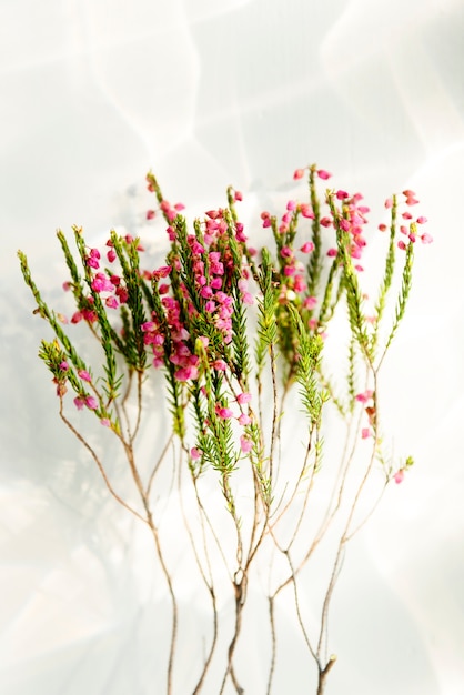 Belles fleurs pour la décoration