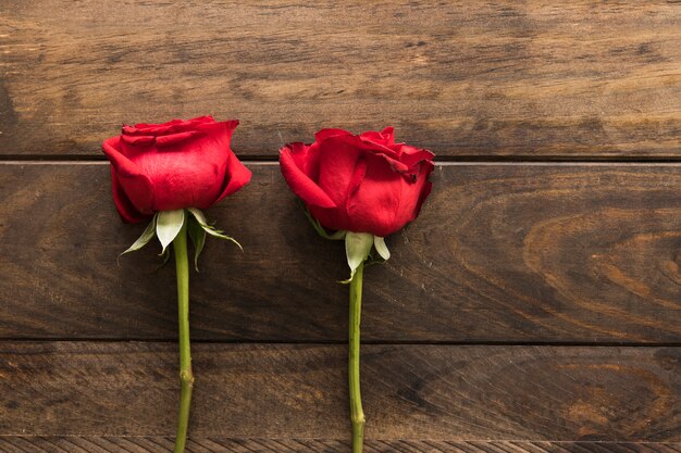 Belles fleurs rouges fraîches