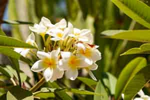 Photo gratuite belles fleurs tropicales