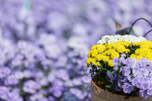 Belles fleurs violettes dans la nature