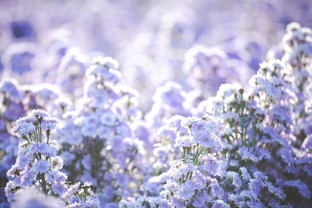 Belles fleurs violettes dans la nature