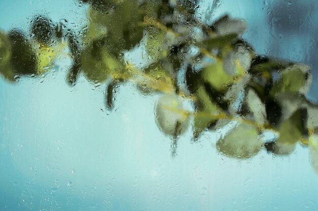 Belles fleurs vues derrière le verre d'humidité