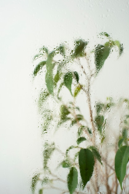 Belles fleurs vues derrière le verre d'humidité