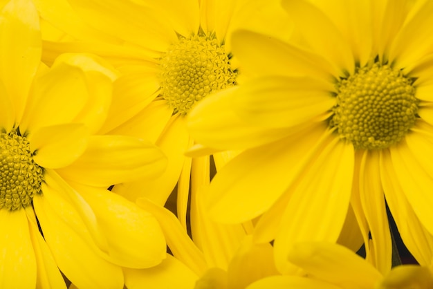 Belles marguerites aux pétales jaunes