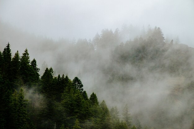 Belles montagnes boisées dans un brouillard