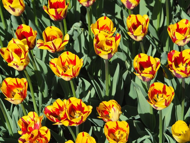 Belles plantes à fleurs Tulipa Sprengeri fascinantes au milieu du champ