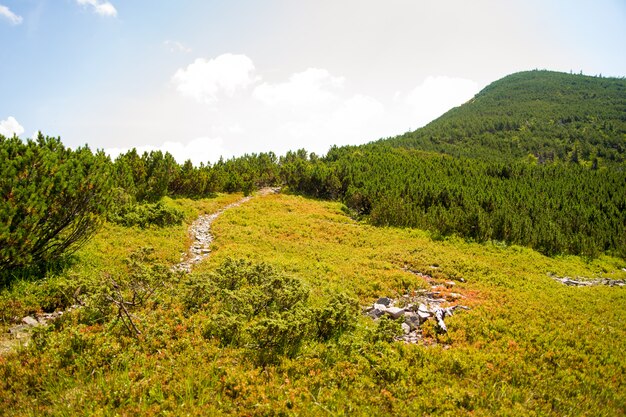 Belles prairies vertes sur les montagnes des Carpates en Ukraine