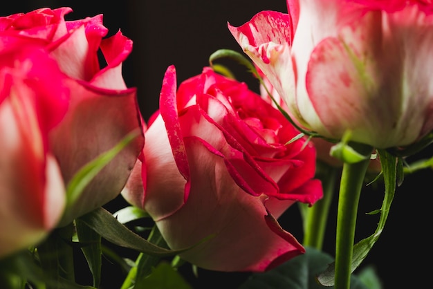 Belles roses en bouquet