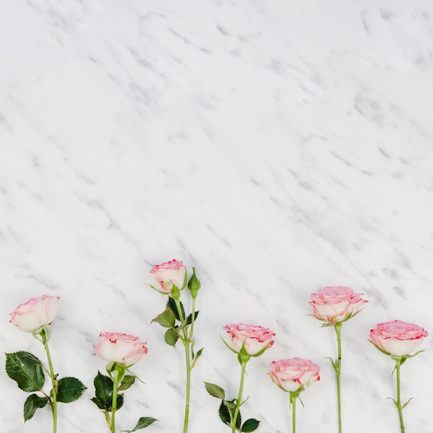 Belles roses fraîches avec espace copie