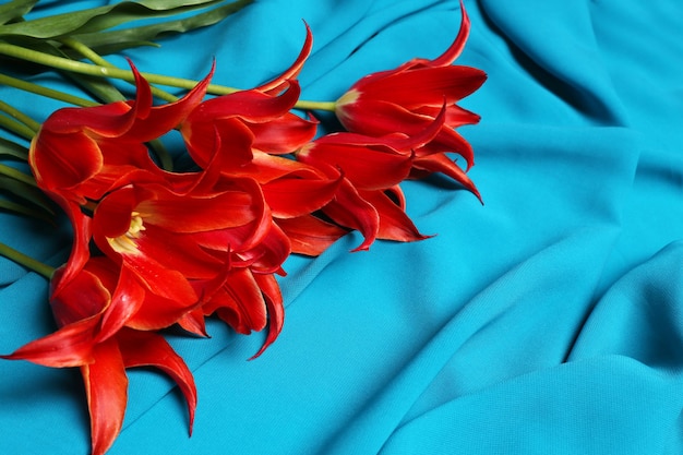 Belles tulipes rouges sur fond de satin bleu