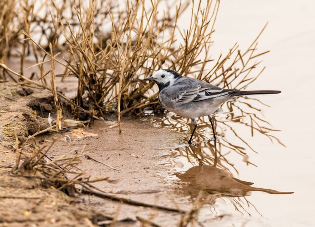 Bergeronnette printanière (Motacilla alba) un petit oiseau passereau de la famille des bergeronnettes Motacillidae