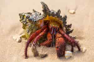Photo gratuite bernard-l'ermite sur la plage
