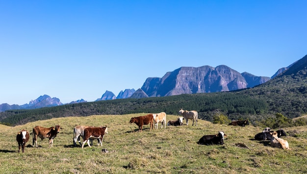 Le bétail paissant dans les montagnes