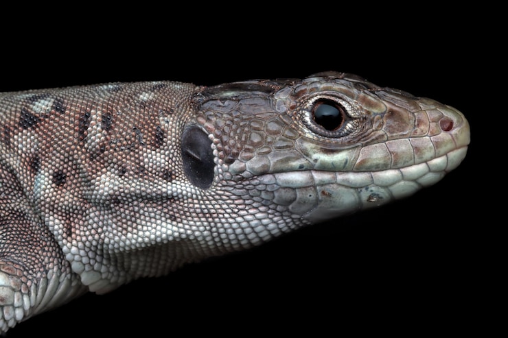 Photo gratuit bijoux lacerta timon lepidus tête gros plan bijoux lacerta tête gros plan lézard sur fond noir