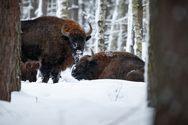 Bison d'Europe dans la belle forêt blanche en hiver Bison bonasus