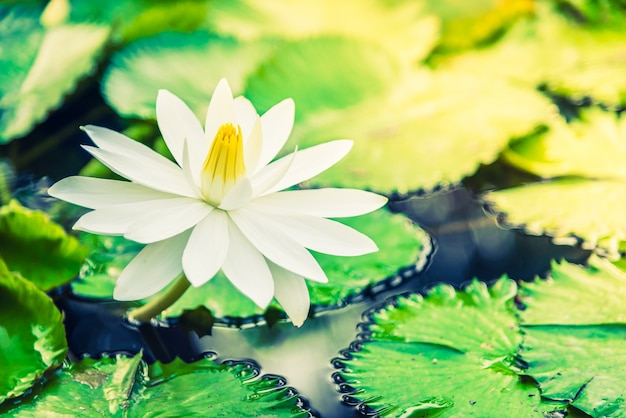 Blanc fleur de lotus