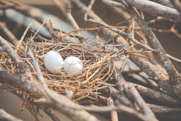 Photo gratuite blancs d'oeufs d'été dans le nid