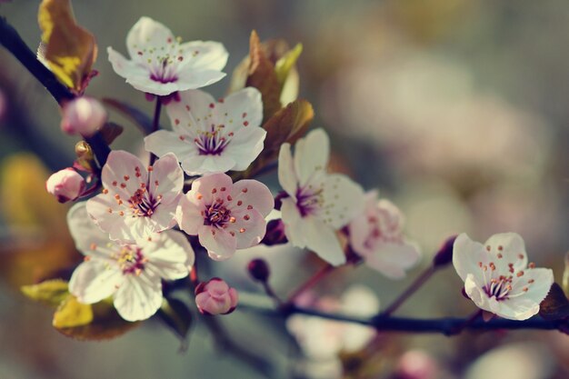 &quot;Blooming apple tree in close-up&quot;