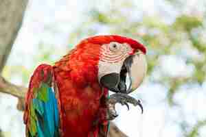 Photo gratuite blue and red macaw parrot