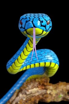 Blue viper trimeresurus insularis snake gros plan extrême sur fond noir. rendu 3d